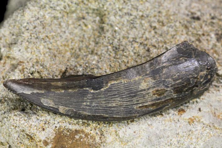 Partial, Theropod (Allosaurus?) Tooth On Sandstone - Colorado #162503